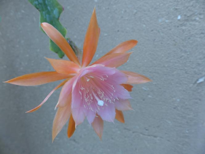 Epicactus-Hybriden Kaguyahime 