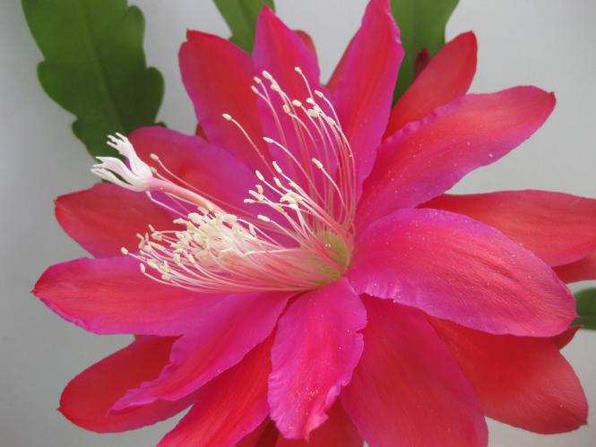 Epicactus-Hybriden Kahana 