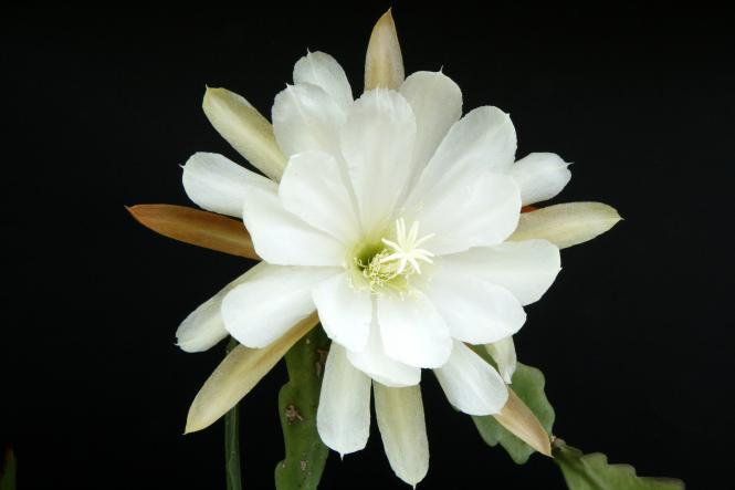 Epicactus-Hybriden King David 