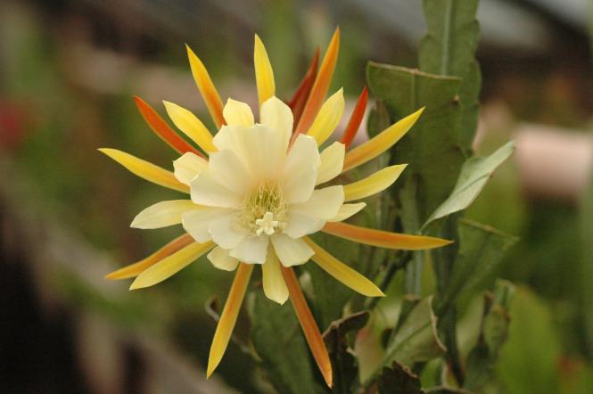 Epicactus-Hybriden Kings Ransom 