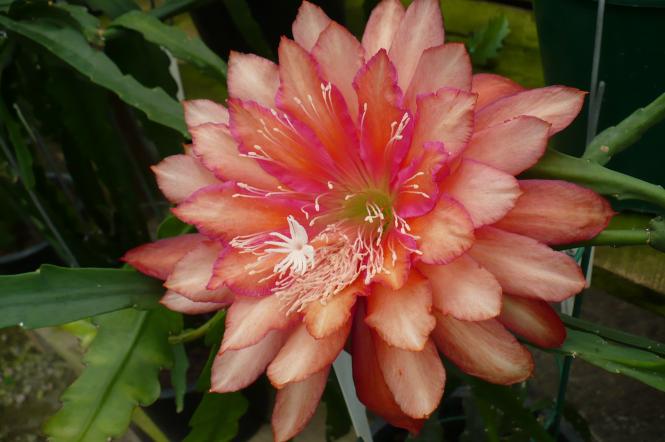 Epicactus-Hybriden Kiwi Calypso Queen 