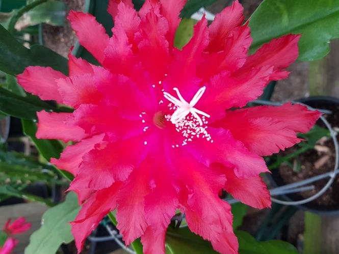 Epicactus-Hybriden Kiwi Carnival Feathers 