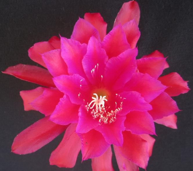 Epicactus-Hybriden Kiwi Dress Rehersal 