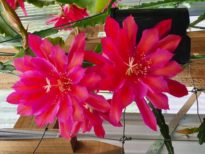 Epicactus-Hybriden Kiwi Fine Feathers 