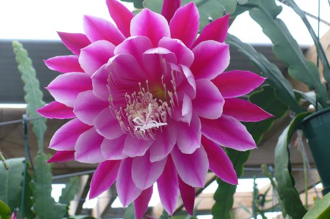 Epicactus-Hybriden Kiwi Fine Porcelain 