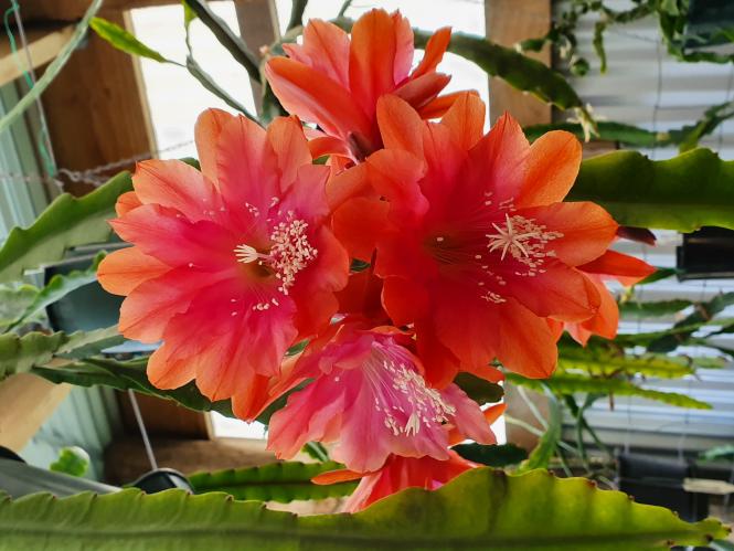 Epicactus-Hybriden Kiwi Gypsy Melody 