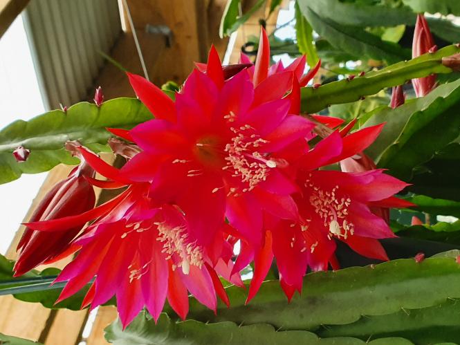 Epicactus-Hybriden Kiwi Gypsy Tango 