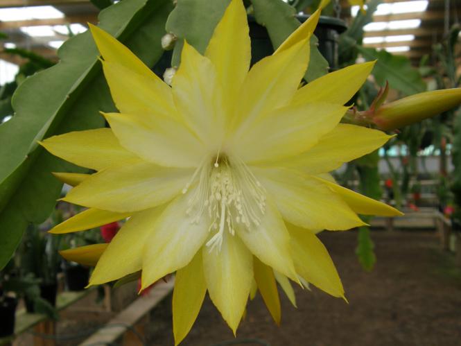 Epicactus-Hybriden Kiwi Honey Bright 