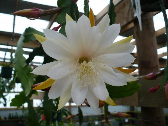 Epicactus-Hybriden Kiwi Honey Maid 