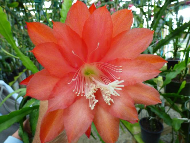 Epicactus-Hybriden Kiwi Lucky Jewel 