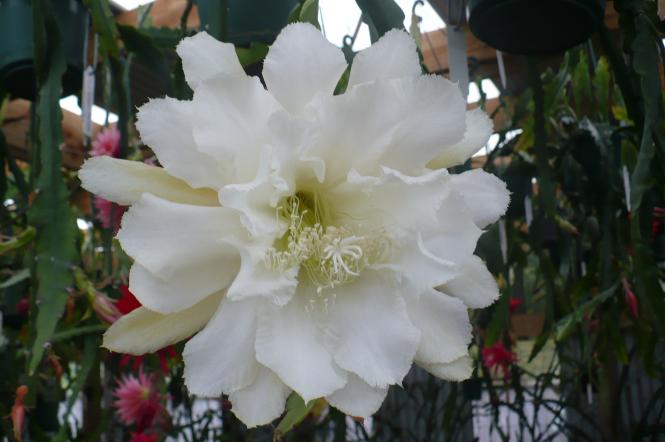 Epicactus-Hybriden Kiwi Luna Echo 