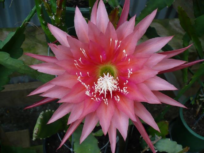 Epicactus-Hybriden Kiwi Morning Star 