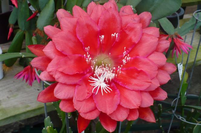 Epicactus-Hybriden Kiwi Pacific Queen 