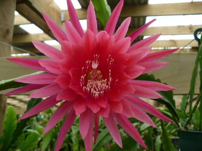 Epicactus-Hybriden Kiwi Panorama 