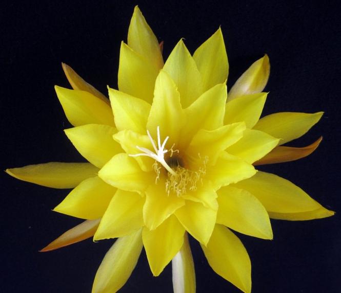 Epicactus-Hybriden Kiwi Pineapple Crush 