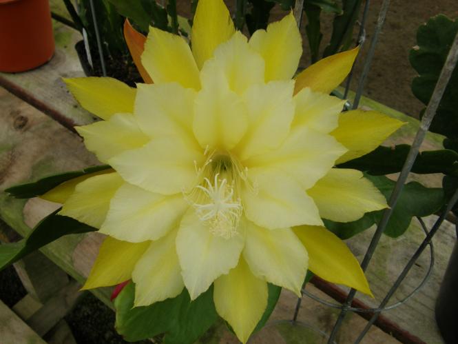 Epicactus-Hybriden Kiwi Pineapple Fizz 