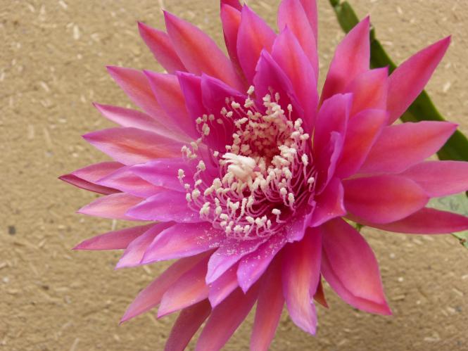 Epicactus-Hybriden Kiwi Razzle Dazzle 