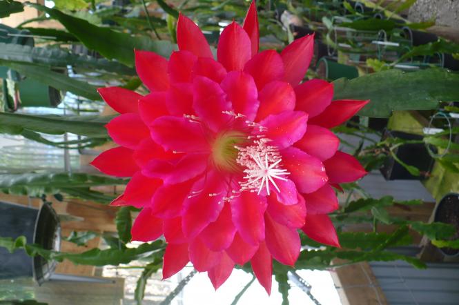 Epicactus-Hybriden Kiwi Red Dragon 