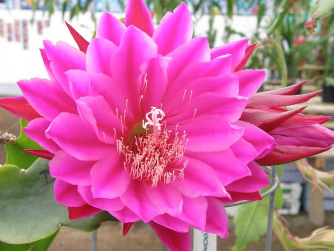 Epicactus-Hybriden Kiwi Rich Heritage 