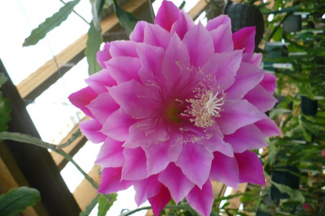 Epicactus-Hybriden Kiwi Royal Command 