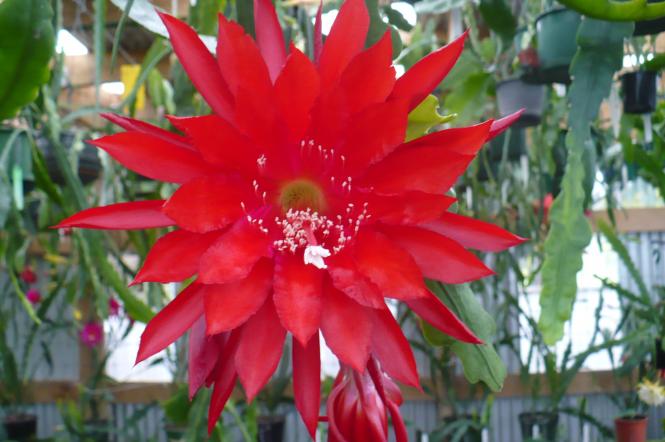 Epicactus-Hybriden Kiwi Shadow Dancer 