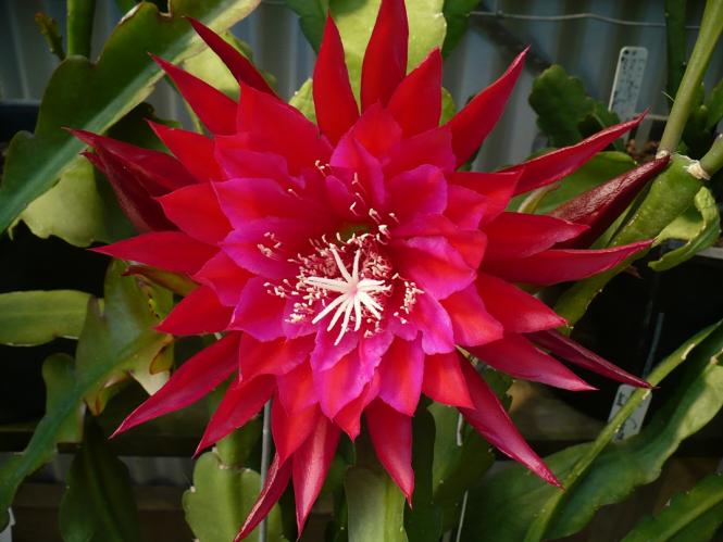 Epicactus-Hybriden Kiwi Shooting Star 