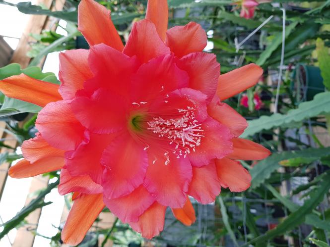 Epicactus-Hybriden Kiwi Smoke and Mirrors 