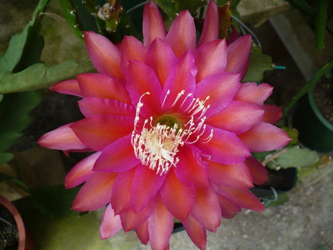 Epicactus-Hybriden Kiwi Stolen Moments 