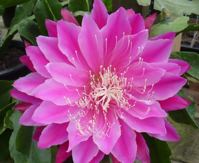 Epicactus-Hybriden Kiwi Superior 