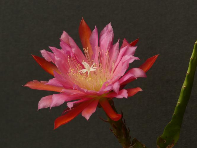 Epicactus-Hybriden Kiwi Teegan Lynn 