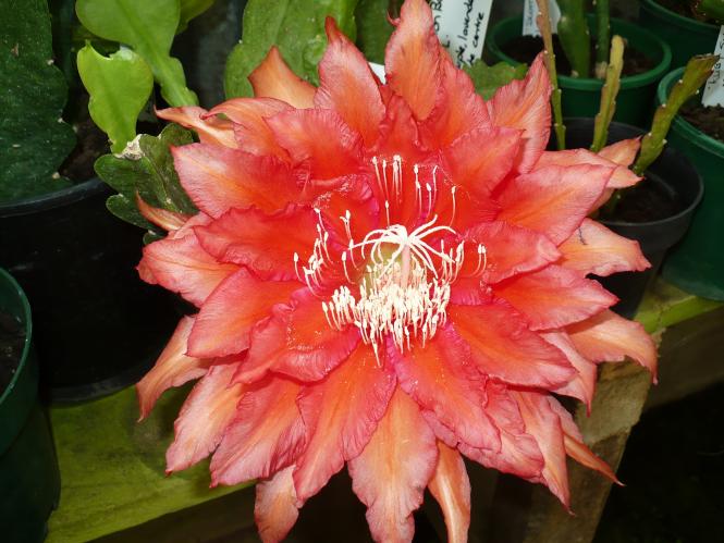 Epicactus-Hybriden Kiwi Temptation 