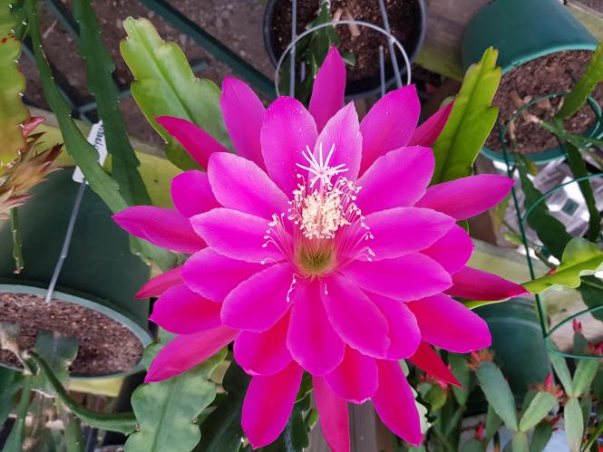 Epicactus-Hybriden Kiwi Viking Odyssey 