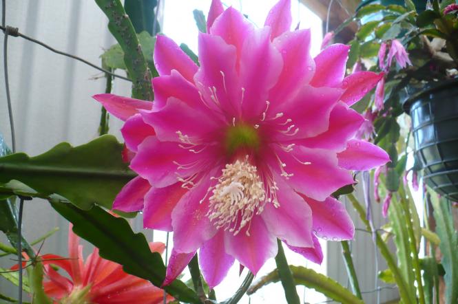 Epicactus-Hybriden Kiwi Vow of Silence 