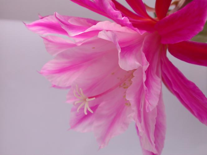 Epicactus-Hybriden Kohinoor 