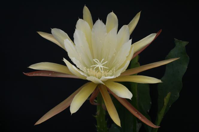 Epicactus-Hybriden La Paloma 