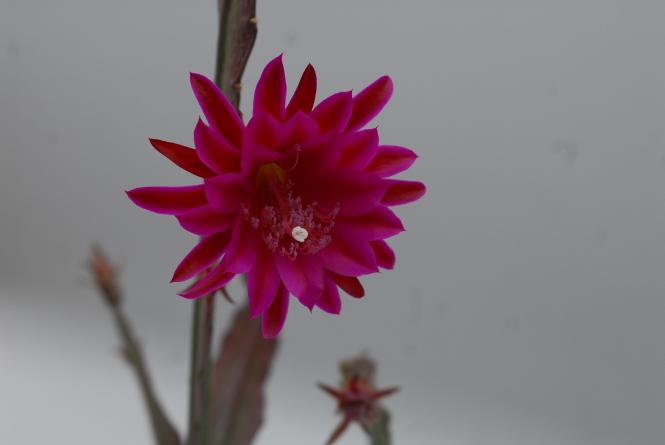 Epicactus-Hybriden Lacky Paetz 