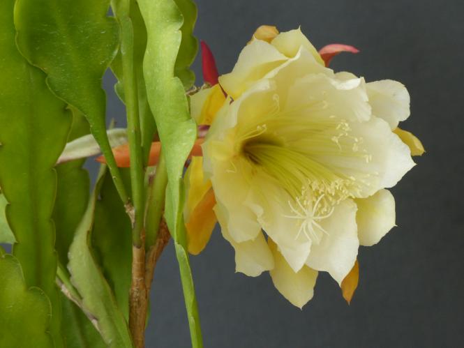 Epicactus-Hybriden Lemon Custard 