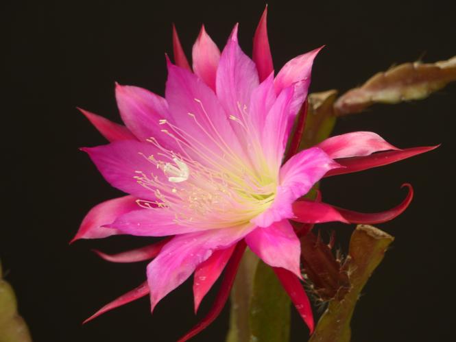 Epicactus-Hybriden Leonardo Paetz 