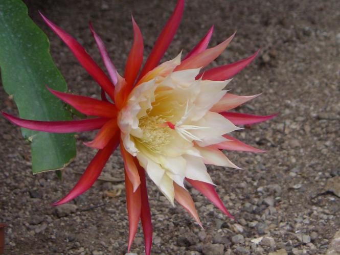 Epicactus-Hybriden Liane Paetz :} 