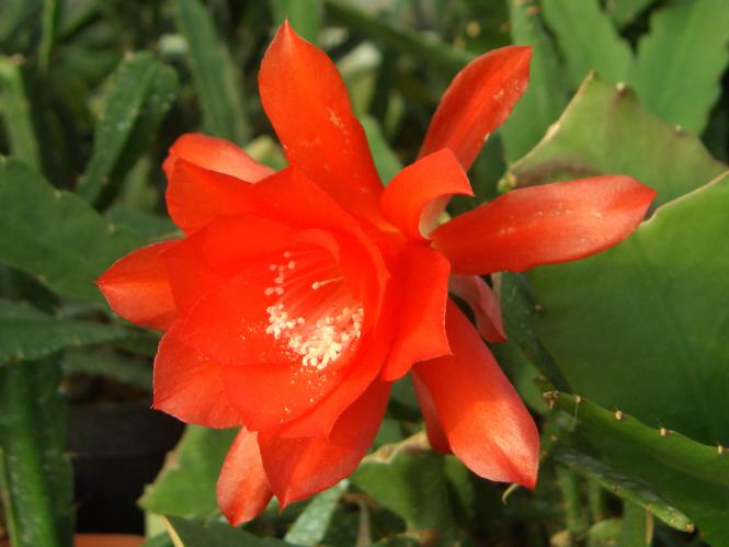 Epicactus-Hybriden Lilly 