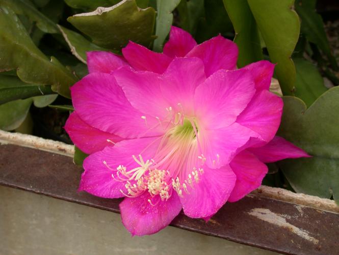 Epicactus-Hybriden Lloyde J. Pittman 