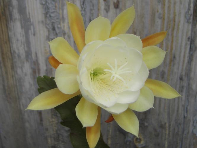 Epicactus-Hybriden London Sunshine 