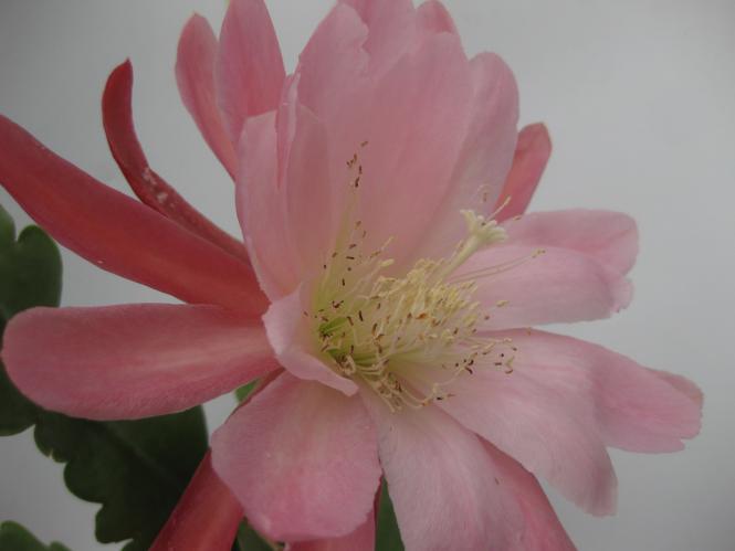 Epicactus-Hybriden Lovely Melody 