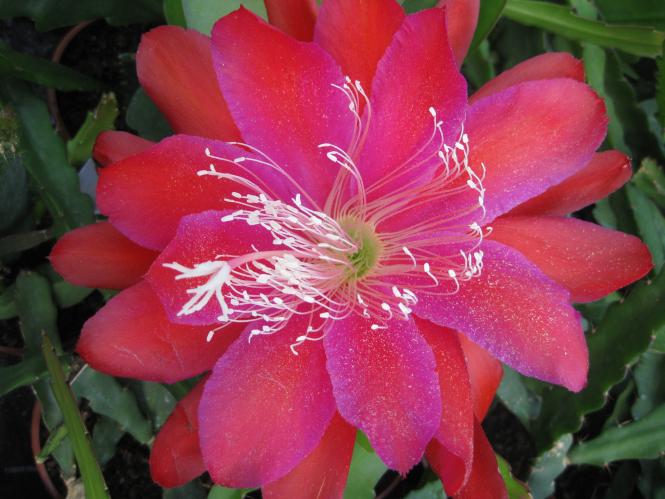 Epicactus-Hybriden Lou Howard 