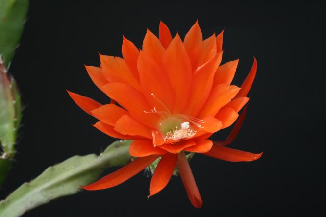 Epicactus-Hybriden Luzie Paetz 