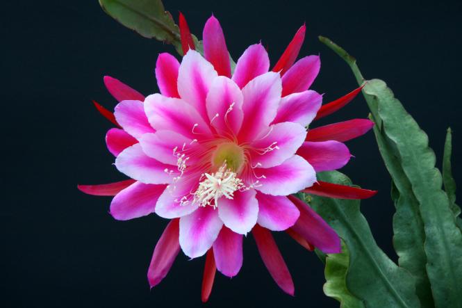 Epicactus-Hybriden Lydia :} 