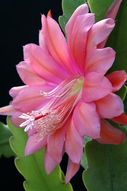 Epicactus-Hybriden Mae Marsh 