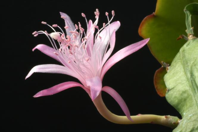 Epicactus-Hybriden Märzsonne 