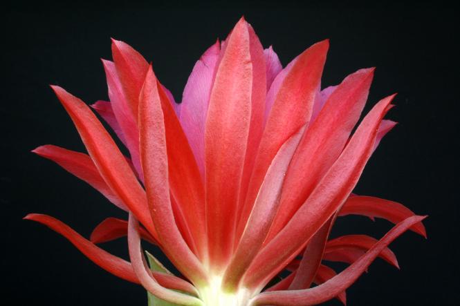 Epicactus-Hybriden Maienanfang 