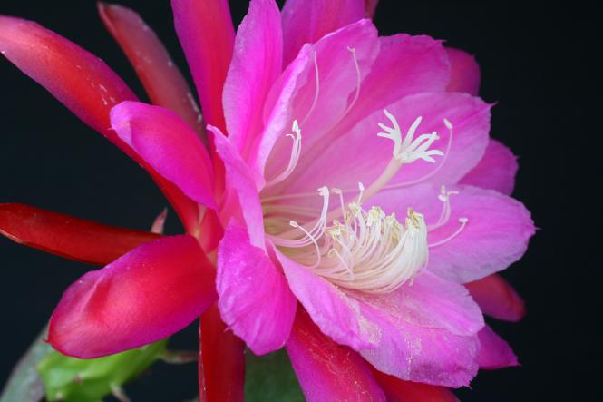 Epicactus-Hybriden Maienduft 